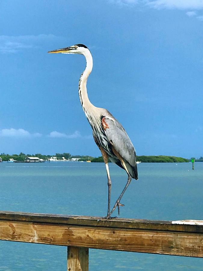 Shorewalk Full Condo Lake View Near To Beach Img Bradenton Exteriér fotografie